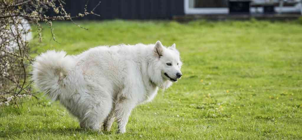 hekwerk Assen honden